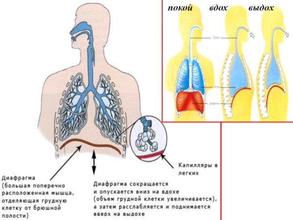 Вдохе межреберные мышцы