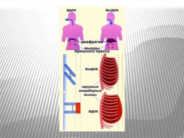 Внешнее дыхание механизм вдоха и выдоха