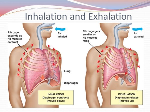 Дыхательные движения регуляция дыхания