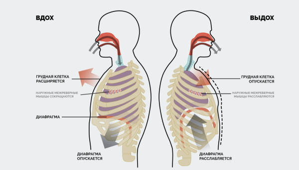 Диафрагма человека вдох выдох