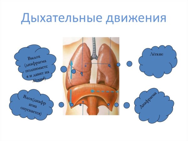 Диафрагма человека при вдохе