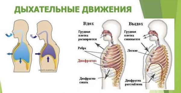 Какой путь проходит во время вдоха и выдоха