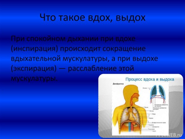 Как работает диафрагма при дыхании