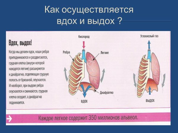 Дыхательная система через нос