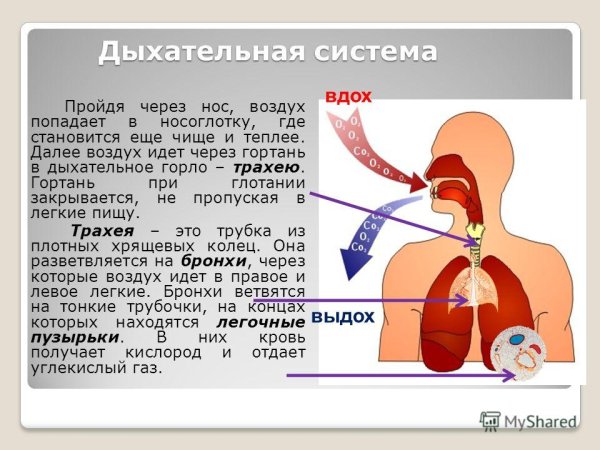 Механизм вдоха и выдоха