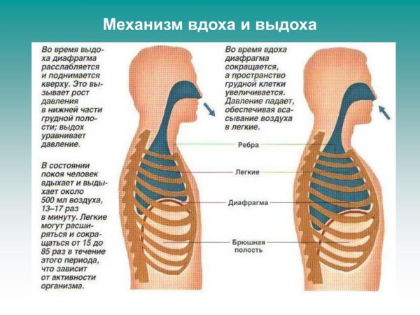 Брюшное дыхание