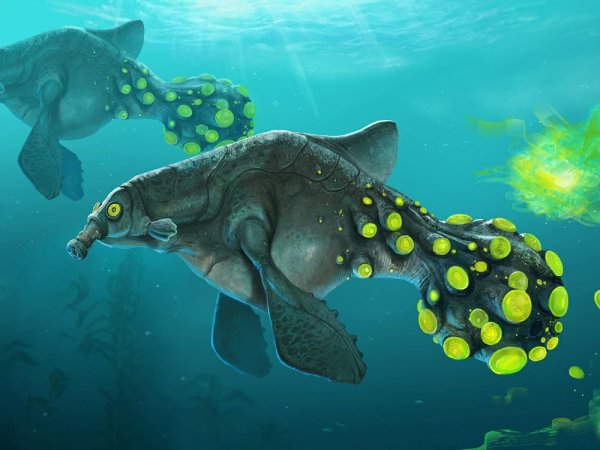 Субнатика газобрюх