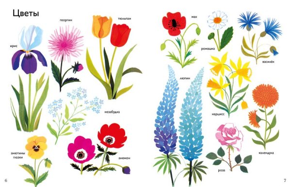 Полевые и садовые цветы