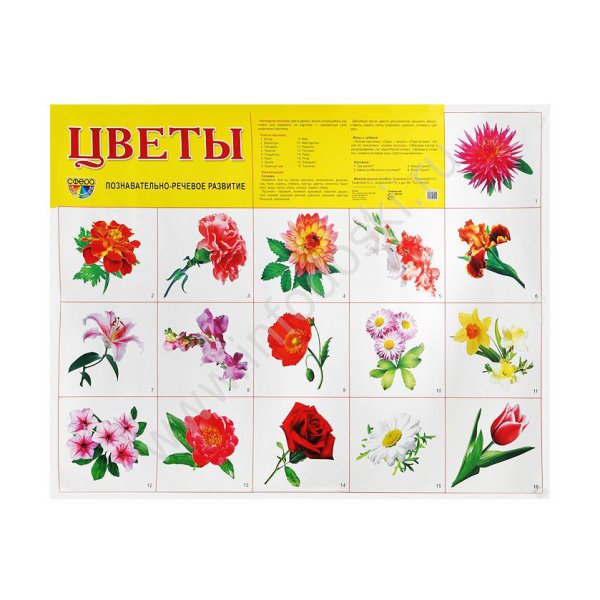 Плакат цветы для детского сада