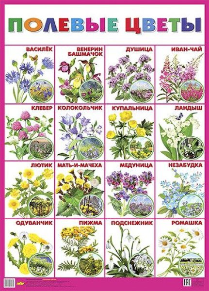 Цветы комнатные садовые полевые