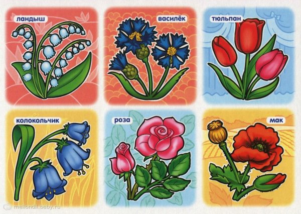 Полевые цветы названия