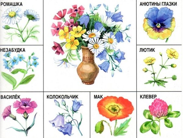 Полевые и садовые цветы для детского сада