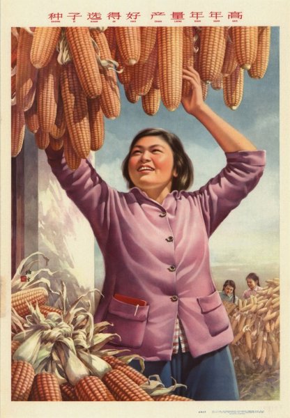 Кукуруза царица полей Хрущев