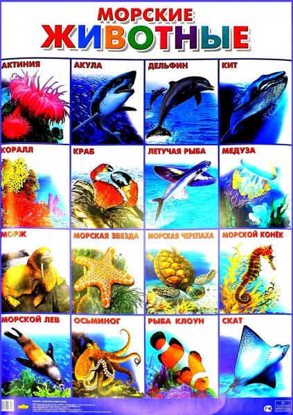 Карточки обитатели морей и океанов