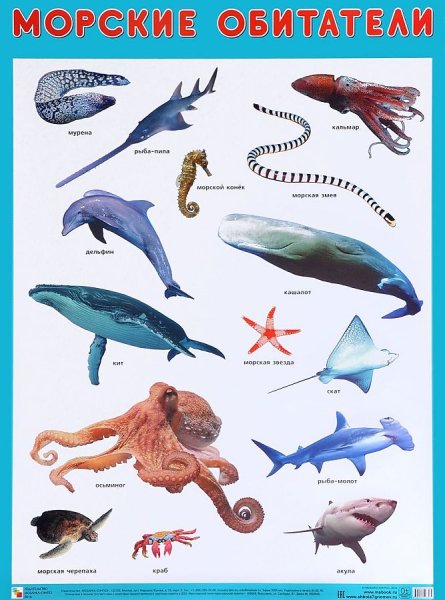 Животные морей и океанов для детей