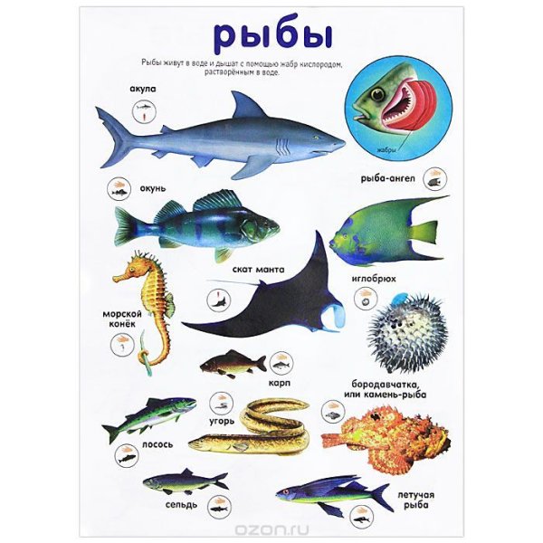 Плакат. Рыбы