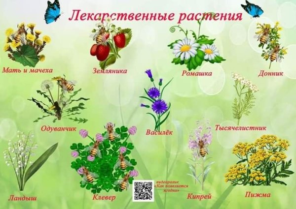 Цветы плакат для детей