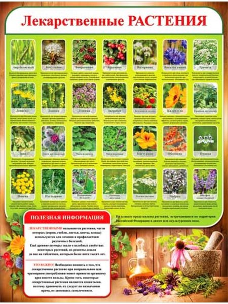 Плакат лекарственные растения