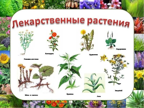 Лекарственные растения для детей дошкольников