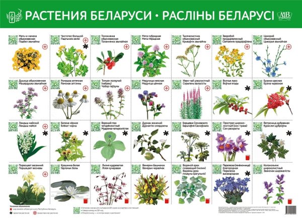 Лекарственные растения РБ