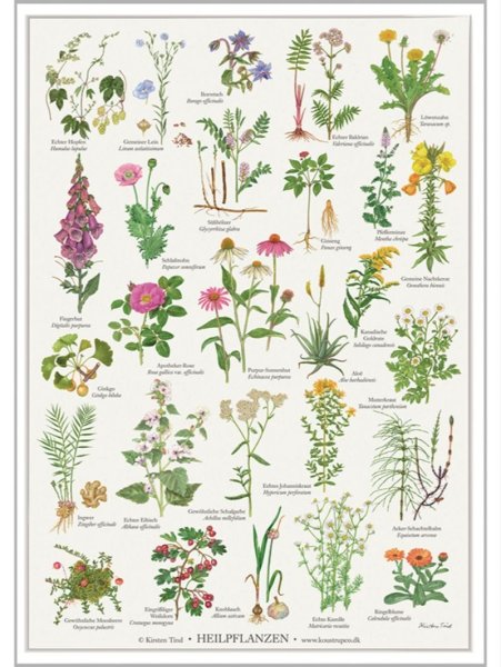 Плакат на тему лекарственные растения