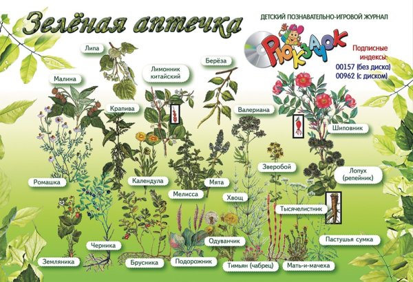 Растения. Плакат