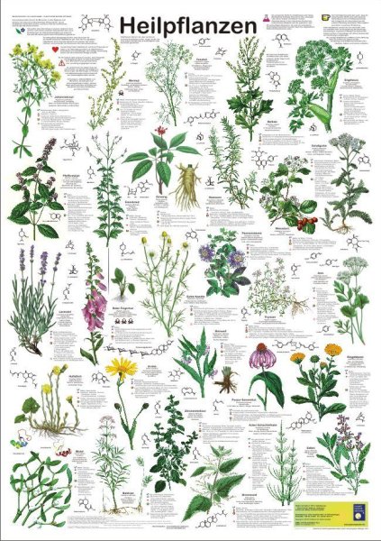 Лекарственные растения постеры