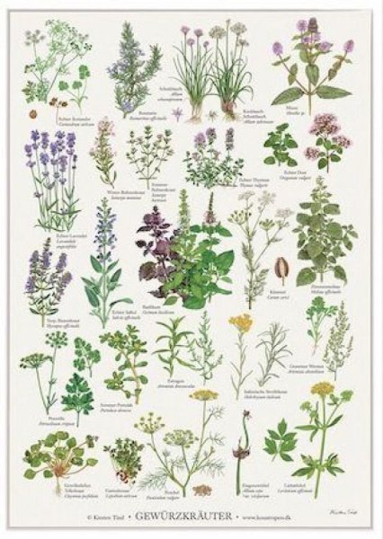 Лекарственные растения в детском саду