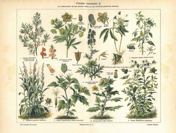 Плакат лекарственные растения