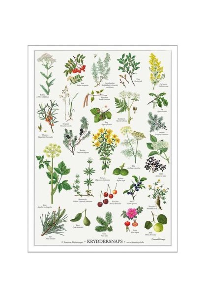 Лекарственные травы для дошкольников