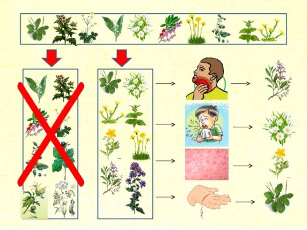 Лекарственные растения постеры