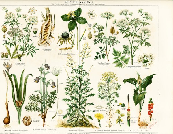 Иллюстрации дикорастущих лекарственных растений