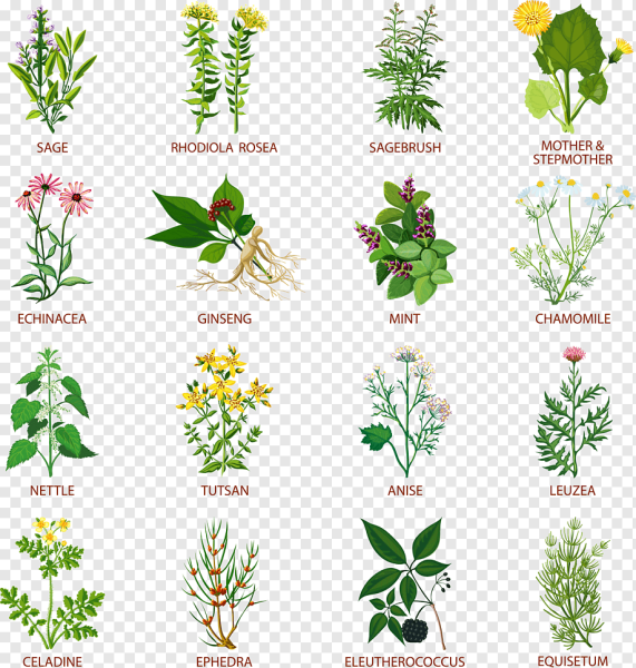 Плакат лекарственные растения для детей