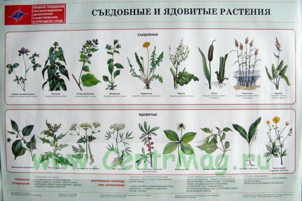 Мир растений-2. комплект разрезных карточек
