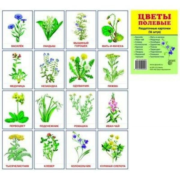 Пряные травы акварелью