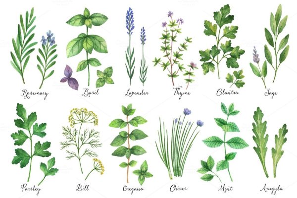 Окружающий мир дошкольники растения