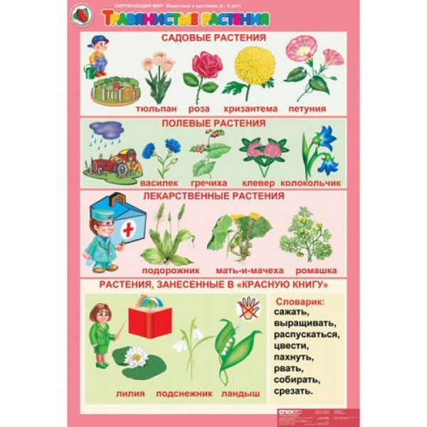 Лекарственные растения в ДОУ