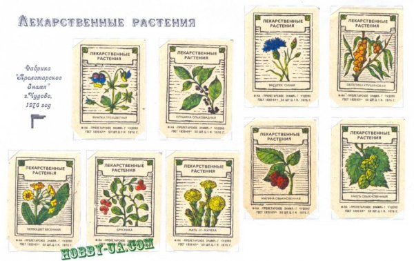 Лекарственные цветы для детей