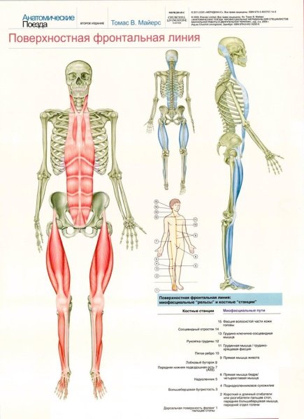 Книга анатомические поезда Томаса Майерса
