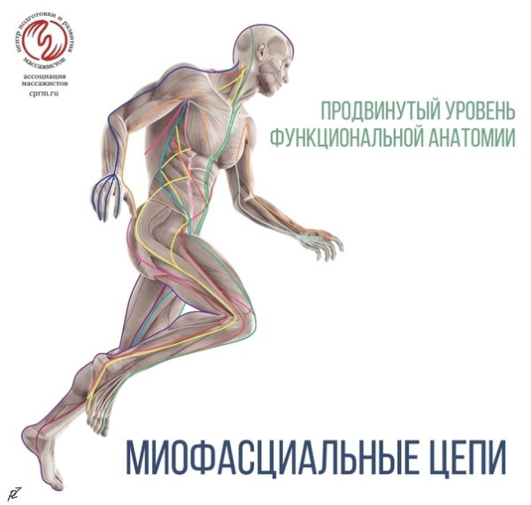 Миофасциальные цепи Васильева л.ф семинар