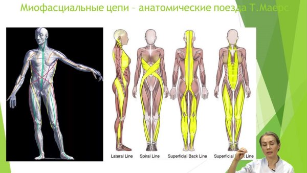 Анатомические поезда Томас Майерс функциональная линия
