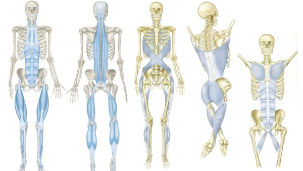 Анатомические поезда 4 издание