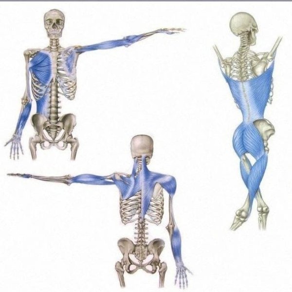 Анатомические поезда Томас Майерс спиральная линия