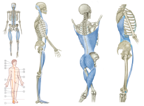Анатомические поезда Томас Майерс