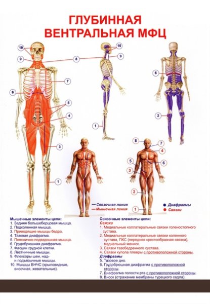 Анатомические поезда Томас Майерс спиральная линия