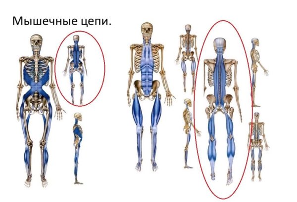 Анатомические поезда Томас Майерс