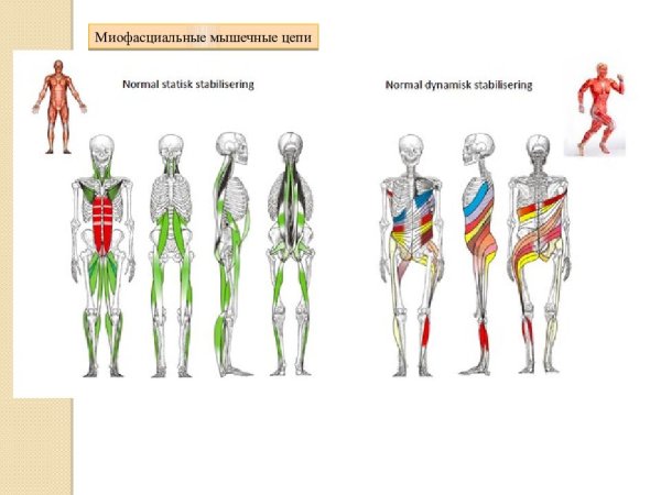 Анатомические поезда Томас Майерс