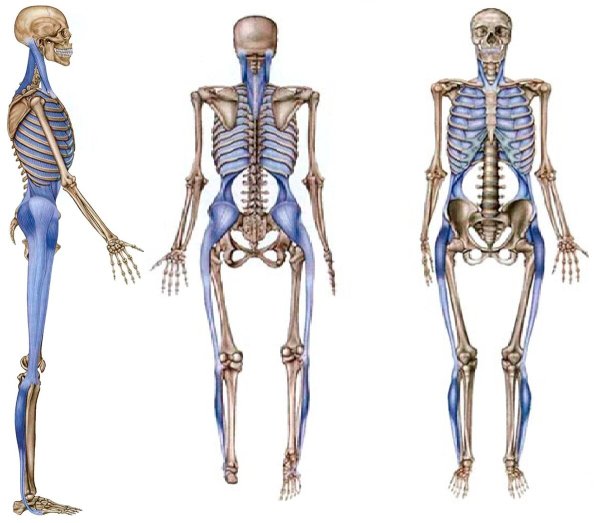 Анатомические поезда Томас Майерс линии