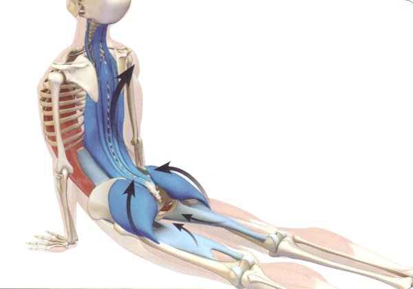 Латеральная миофасциальная цепь