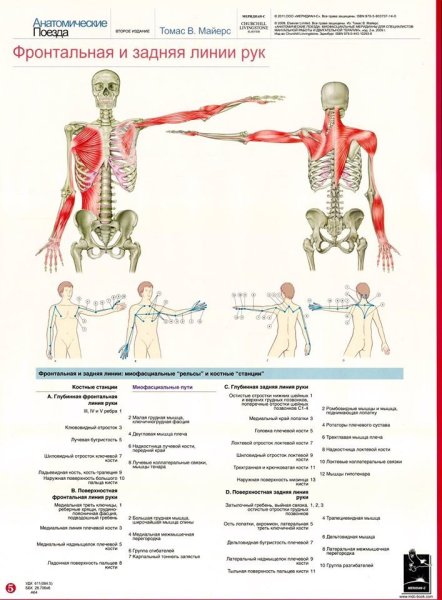 Анатомические поезда миофасциальные меридианы Томас Майерс